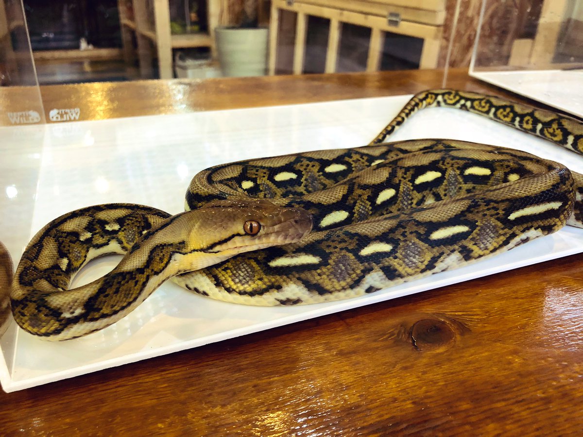 Zion 熊本 Reptiles Cafe Bar على تويتر 新着入荷情報 ボアコンストリクター 指令 動セ 第号 指令 動セ 第号 アミメニシキヘビ 指令 動セ 第号 特定動物 明日31日までで愛玩動物としては飼育に規制がかかる 非常に残念で仕方ない T Co