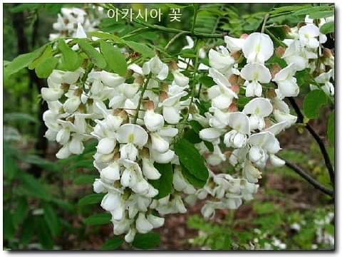 우리는 말로 많은 사람을 죽이면서도 미쳐 그것을 보지도 않고 느끼지도 않는다.ᆢ막심 고리키.// 소자 양 요한 💞