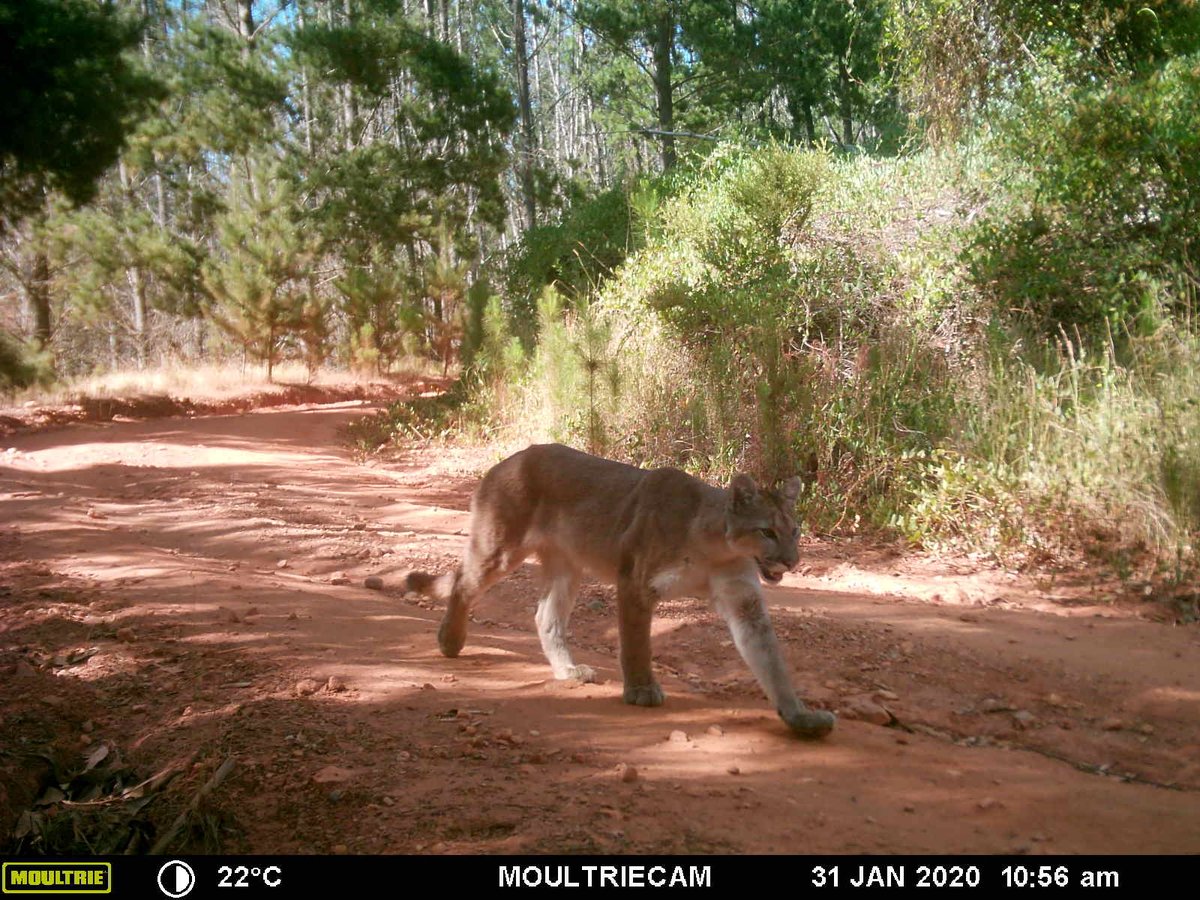 carnivaustrales's tweet photo. It's still #FelidFriday 😺 and we want to share with you this nice #Puma from our study site at southern Chile 🐾, where pumas and #guignas strive to survive in an anthropogenic mess. We are helping them! Please support us 👉🏼 https://t.co/MYqecQBGnv 👉🏼https://t.co/oTLQt0e4Jk 🐾 https://t.co/fxaWhJt7N8