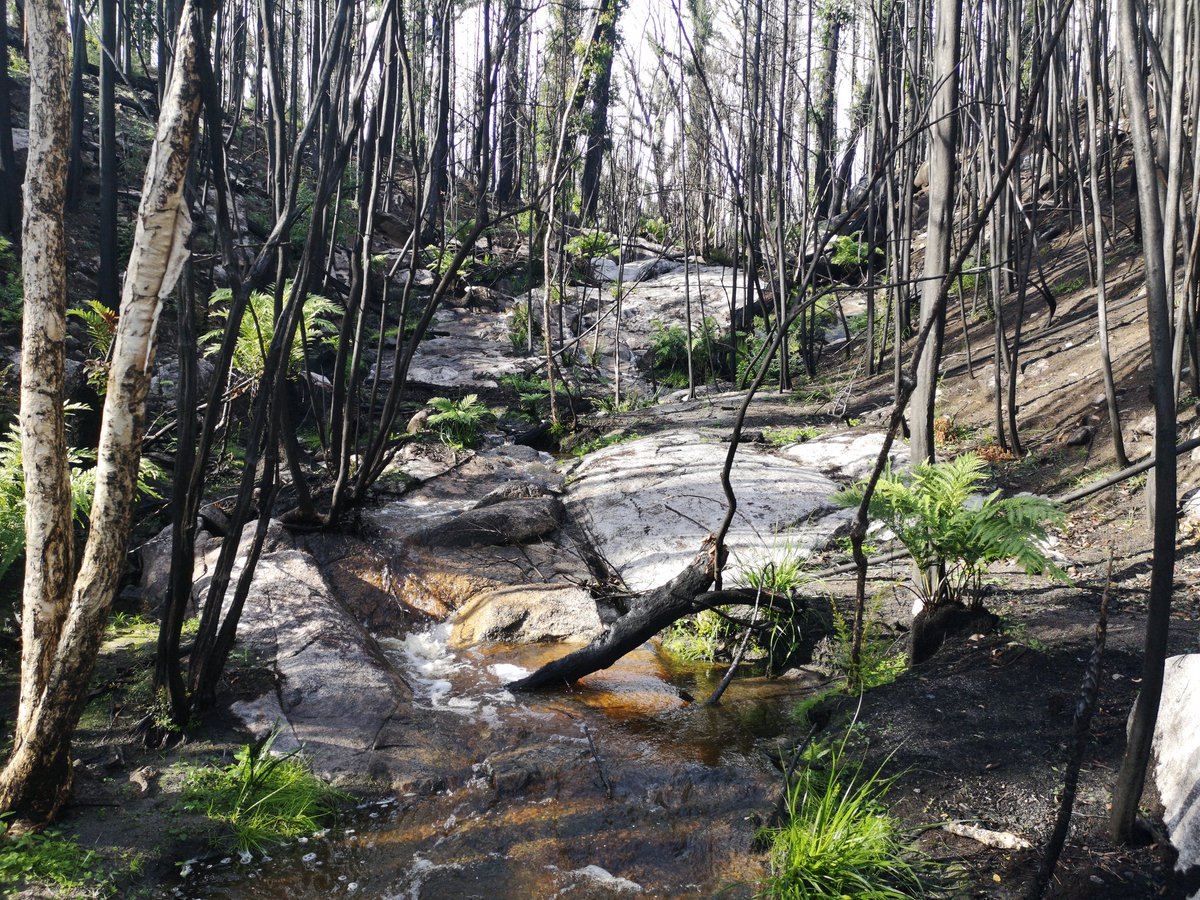 Gully flowing into Wingan River, post bushfires. #rivermonitoring