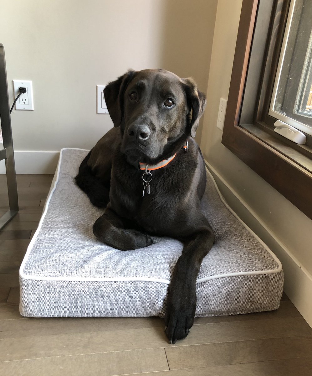 Fernie is loving his new Bowsers bed from <a href="/doodledogsyyc/">Doodle Dogs</a> #shoplocalyyc