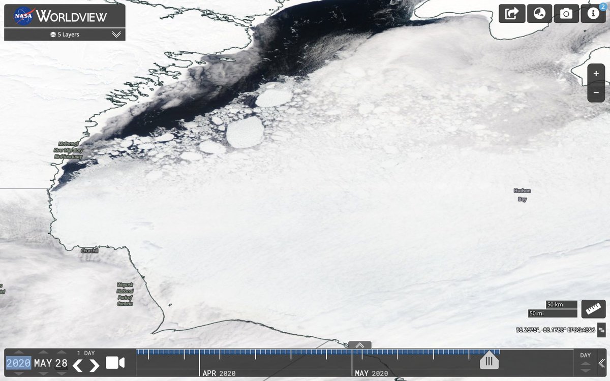 AEDerocher's tweet photo. W. Hudson Bay polar bears are still well offshore but homing back on their summering area. Fidelity is incredibly high to Manitoba &amp; even to specific points or lakes once back. Incredible navigation skills. https://t.co/TCbWcDyOcm