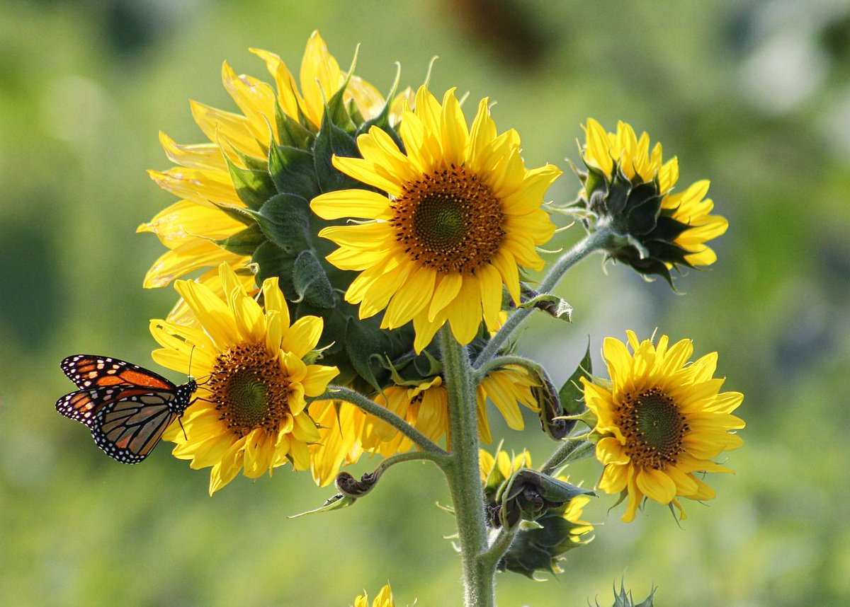 MidwestEpicure's tweet photo. A Guide to #Kansas #Wildflowers by Season: Spring, Summer, and Fall https://t.co/B2pM3M9KBR via @ShutterbugSage #MidwestTravel https://t.co/3FCUxV0Xse