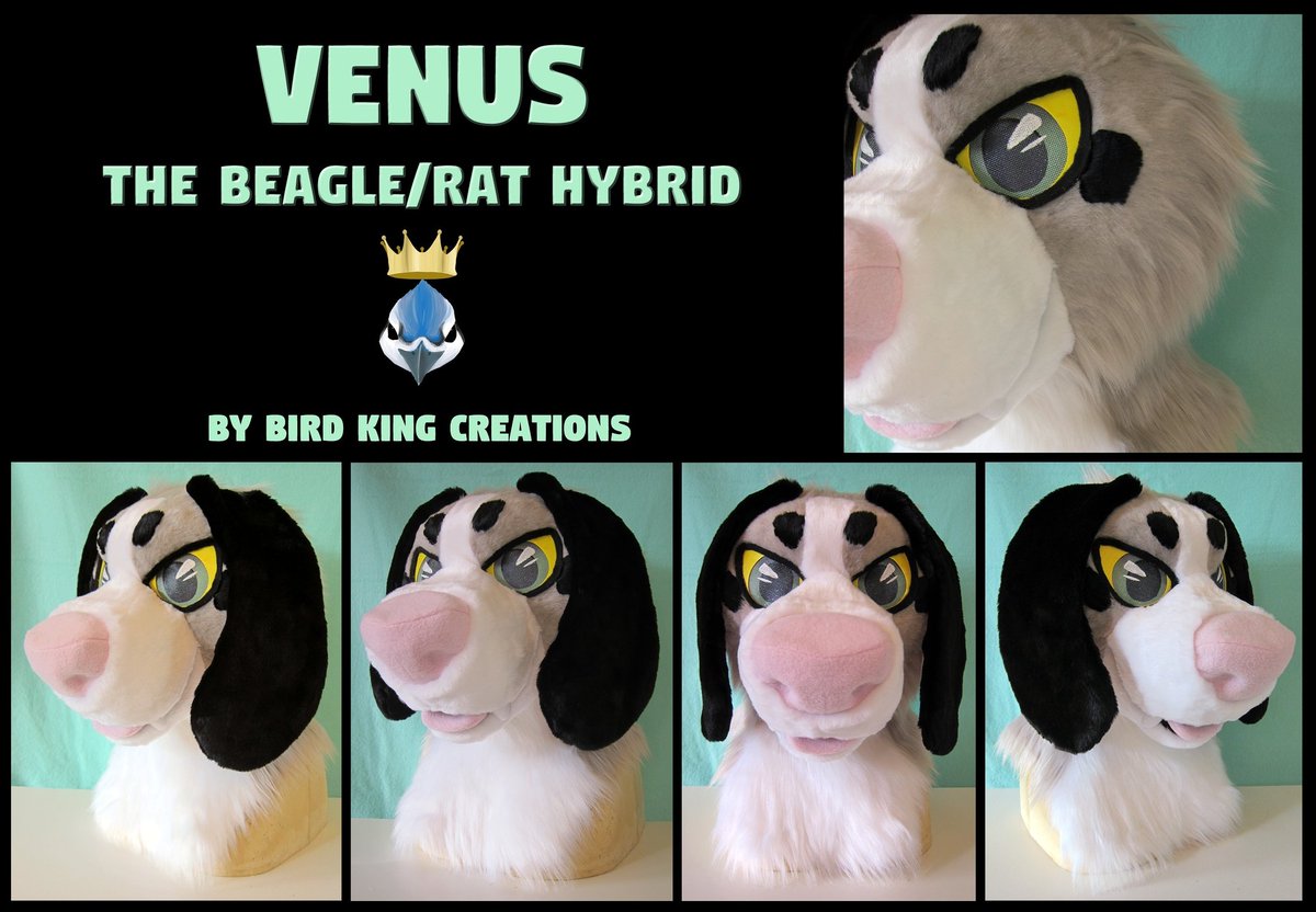 head for pigeonfeathrs on ig!