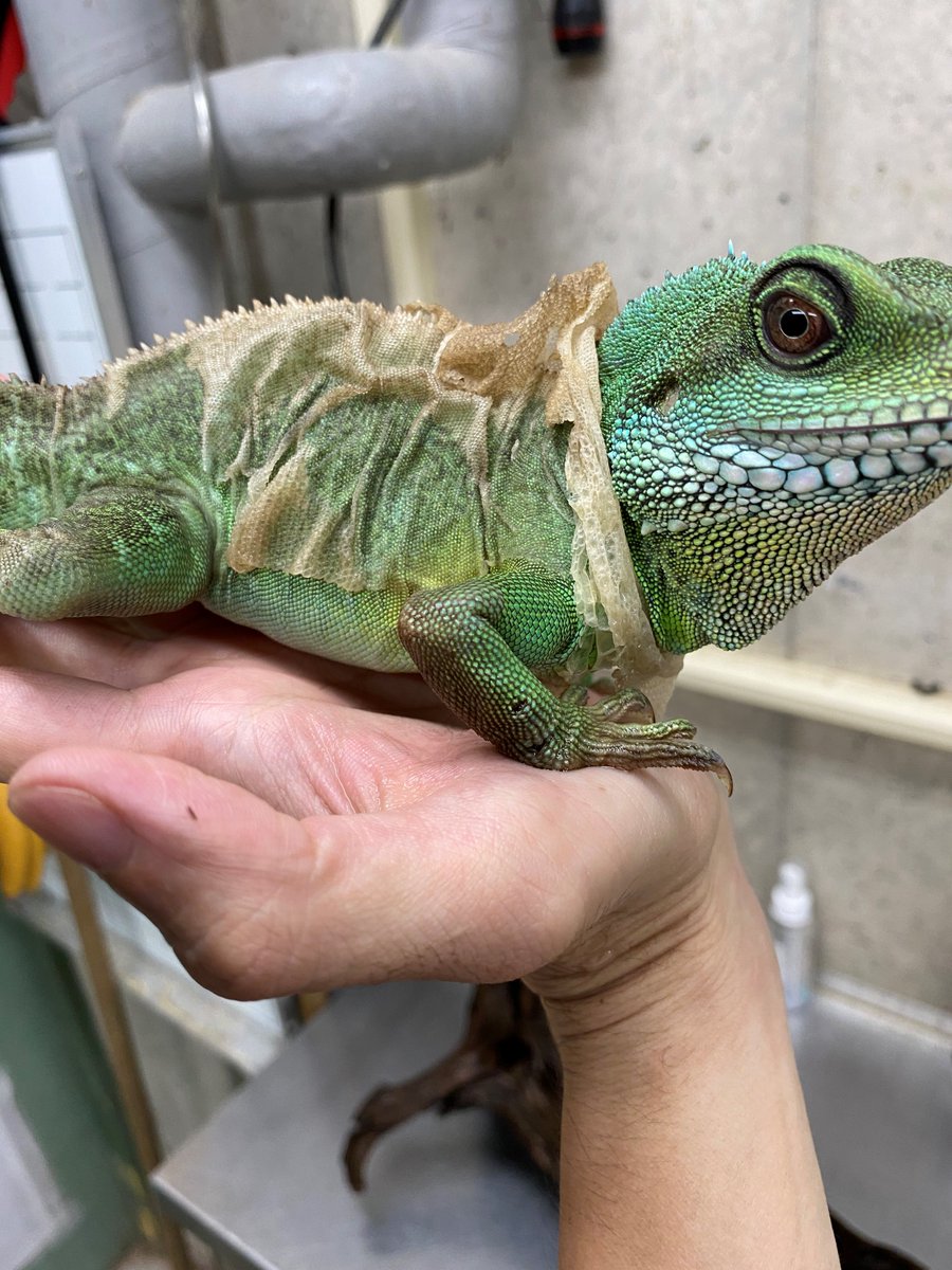 足立区生物園 Auf Twitter 脱ぎにくそうだったので 脱皮のお手伝いです 綺麗に脱皮できる日もあれば手こずってしまう日もあるのです 足立区 生物園 おうちであだち 休園中の動物園水族館 爬虫類 インドシナウォータードラゴン 足立区生物園 Auf Twitter 脱ぎにくそうだったので 脱皮のお手伝いです 綺麗に脱皮できる日もあれば手こずってしまう日もあるのです 足立区 生物園 おうちであだち 休園中の動物園水族館 爬虫類 インドシナウォータードラゴン