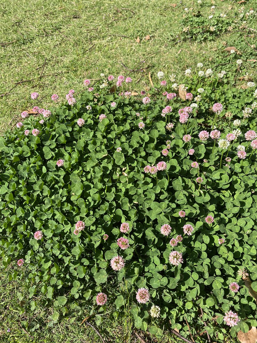 岡崎城の藤 Ar Twitter 私が知る限り 南公園内に1ヶ所ピンクの花のクローバーがあります また 三密にならないように探してみてくださいねー 幸せのピンククローバー