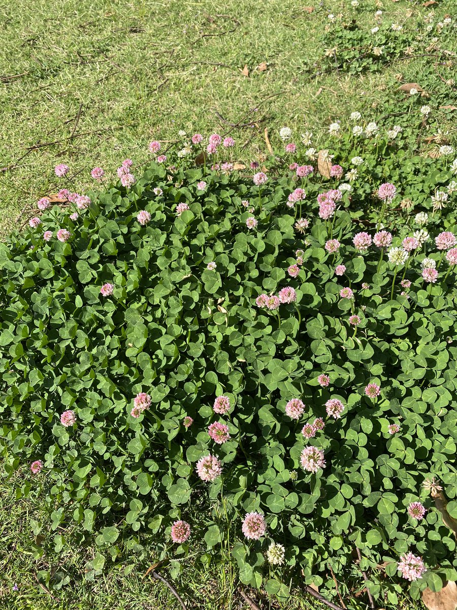 岡崎城の藤 私が知る限り 南公園内に1ヶ所ピンクの花のクローバーがあります また 三密にならないように探してみてくださいねー 幸せのピンククローバー