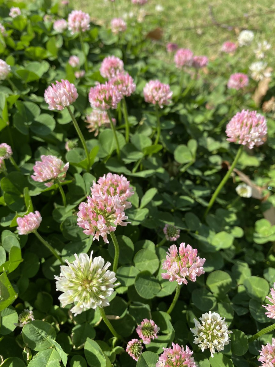 岡崎城の藤 私が知る限り 南公園内に1ヶ所ピンクの花のクローバーがあります また 三密にならないように探してみてくださいねー 幸せのピンククローバー