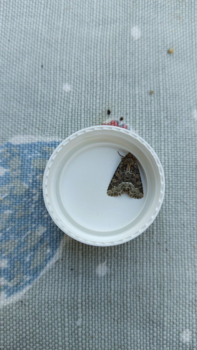Some of the #MarvellousMoths from the moth trap #WalesGardenBioBlitz ! Inspired to learn more about moths? Join us on Tuesday at 09:30am as <a href="/CelticWildflow1/">Celtic Wildflowers</a> opens his moth trap on Facebook Live! 

facebook.com/events/s/moth-…

#WalesNatureWeek2020 #WythnosNaturCymru2020

<a href="/WBP_wildlife/">Wales Biodiversity</a>