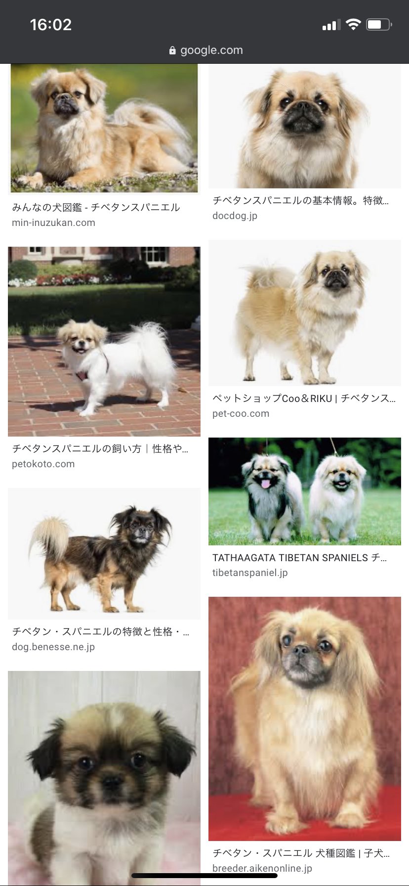 Co チベタンスパニエル飼いたいけど全然いねえ Co チベタンスパニエル飼いたいけど全然いねえ