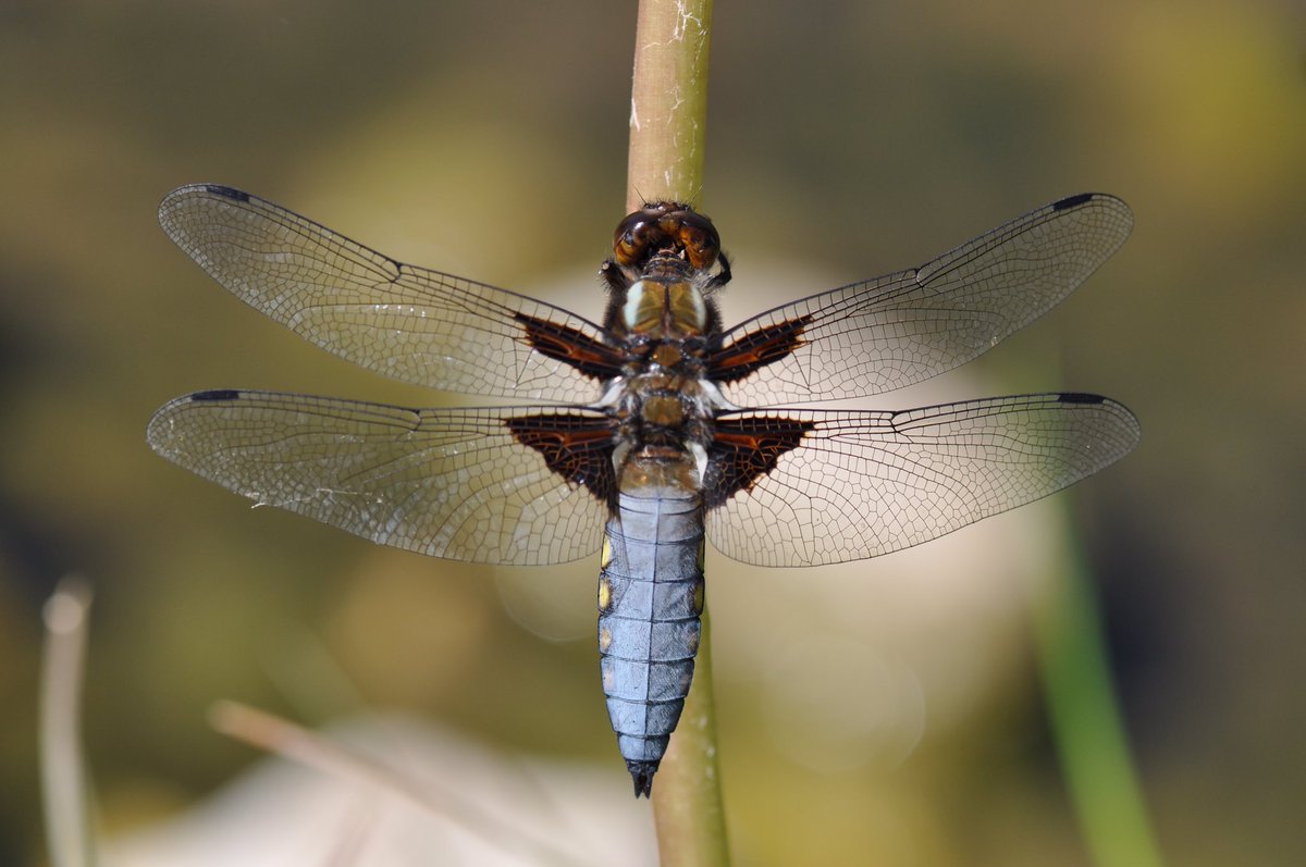 JulianWardlaw's tweet photo. Dragonflies emerging in #PiddleValley #Dorset. Broad-bodied chasers glowing over #RiverPiddle. @DorsetWildlife @BDSdragonflies https://t.co/GUB9K60cHE