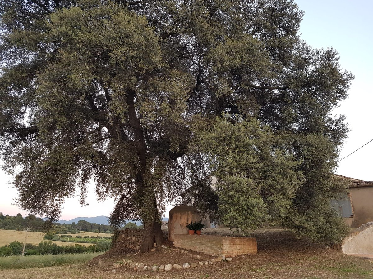 ajtorrelavit's tweet photo. Racons de #Torrelavit. L' #alzina centenària de Cal Cardús 😍. Aquesta ha seguit fil per randa la història de la unió de Terrassola i Lavit. 😉
#natura #naturaviva #pendes #paisatge #enoturisme #winelover
@enoPENEDES https://t.co/Txt3yW5Pby