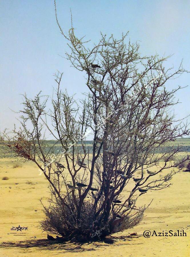 صورة من أجمل صور #القمري #القميري المهاجر  المصوره في المملكة..
أشهر صورة جميلة للقمري كانت تعلق في المنازل والمحلات التجارية 👌
شاركونا بأجمل صور القمري التي التقطتها عدسات كاميراتكم