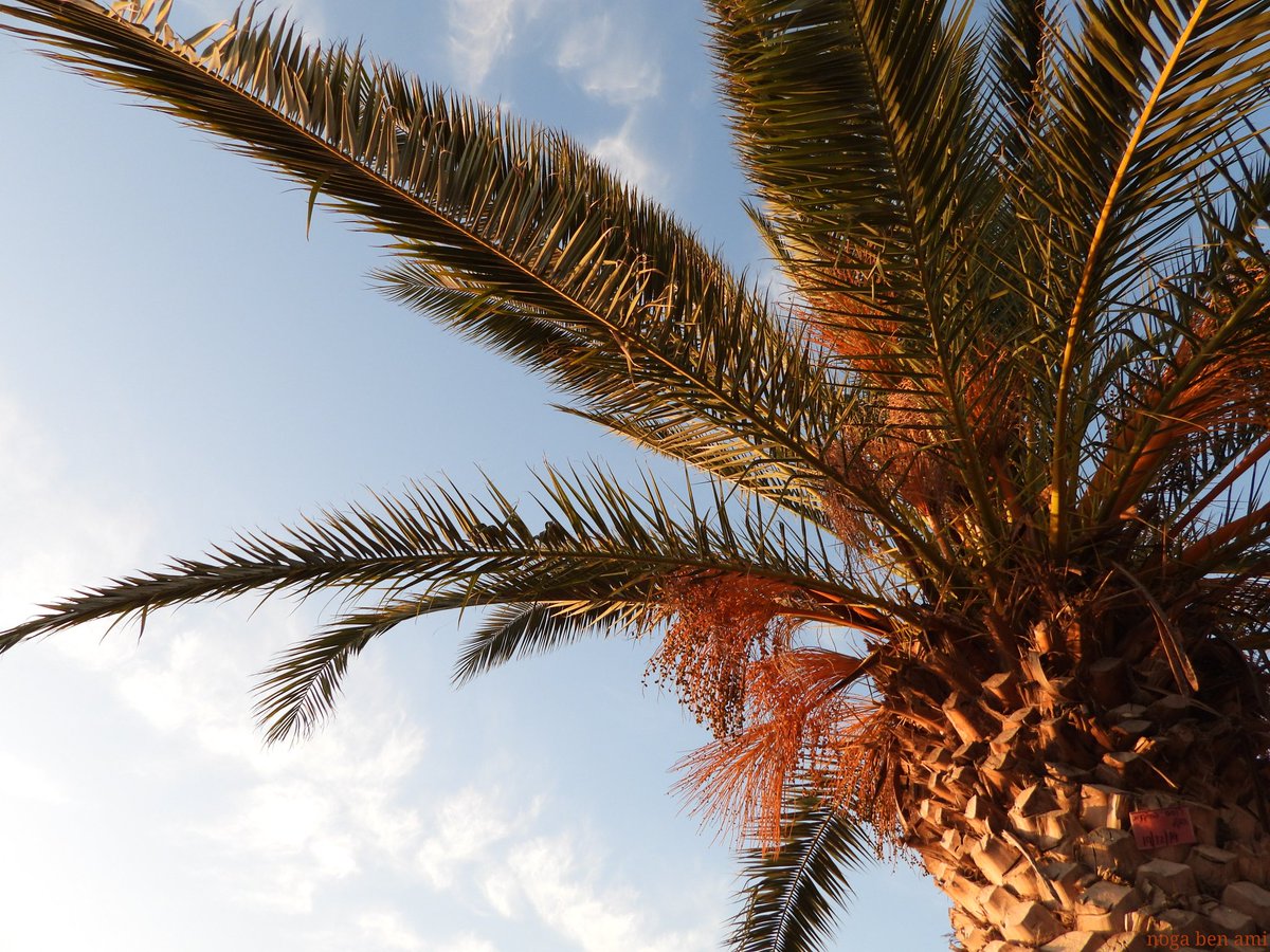 ami_noga's tweet photo. Such a lovely day, don't you think?
#sunnyday #sky #lovleyweather #lovleyday #palmtree #bluesky https://t.co/IIx09RA6AS