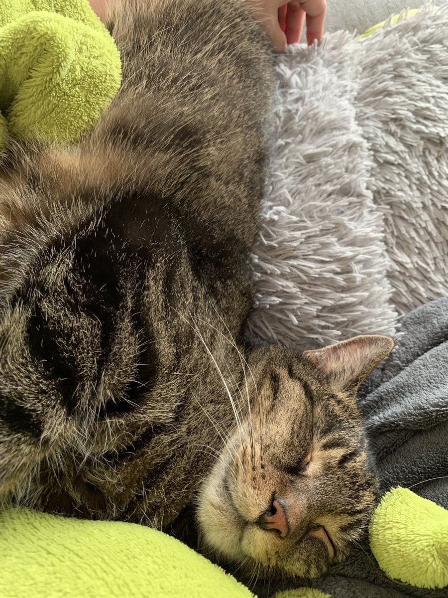 Endlich Wochenende und im Flausch versinken.. 😊😻 #cats