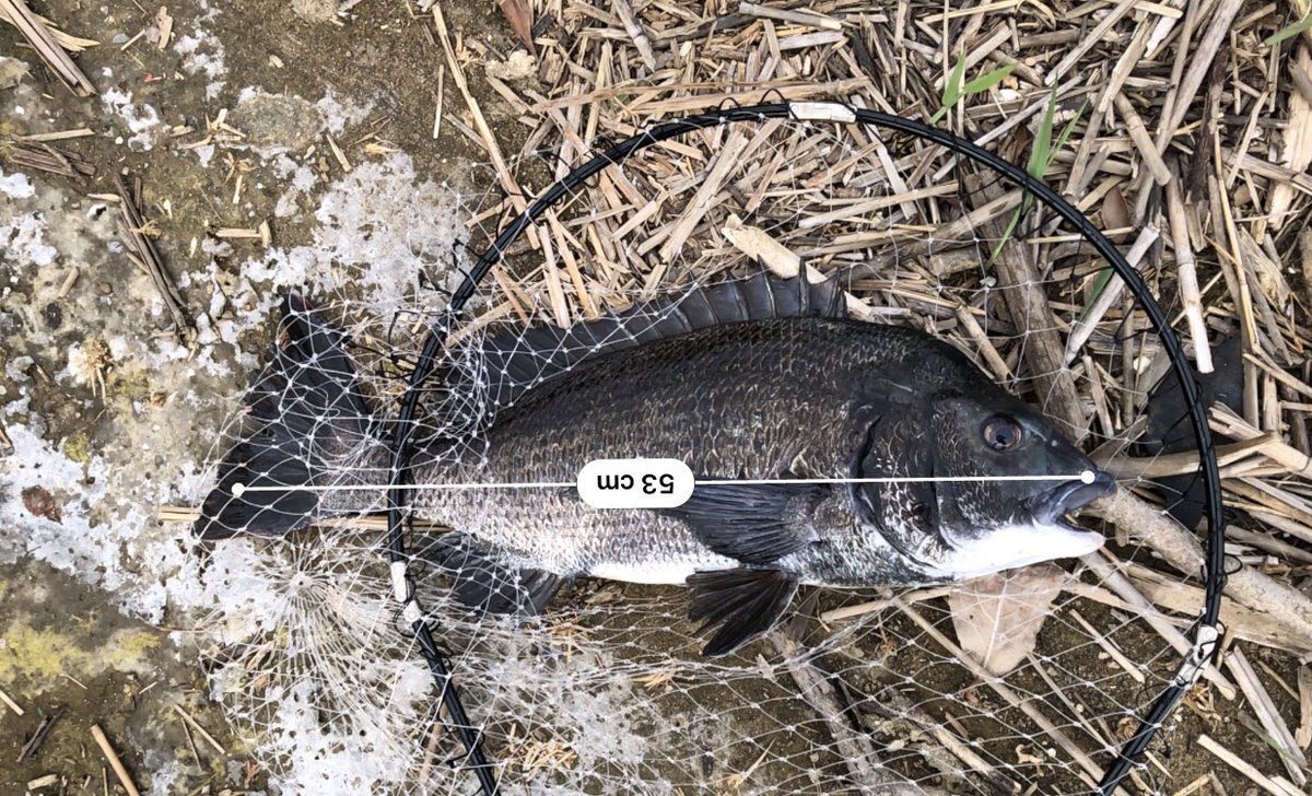 Turkeys Craft 釣り好き 本日の釣果は 真っ黒な年無しとそこそこサイズでした すっかり磯竿前打ち慣れてしまいましたw 昼過ぎくらいはあちこちで黒鯛上がってました シーバスも釣れてたみたいです みんな楽しそうでした 黒鯛 前打ち 釣り 旧