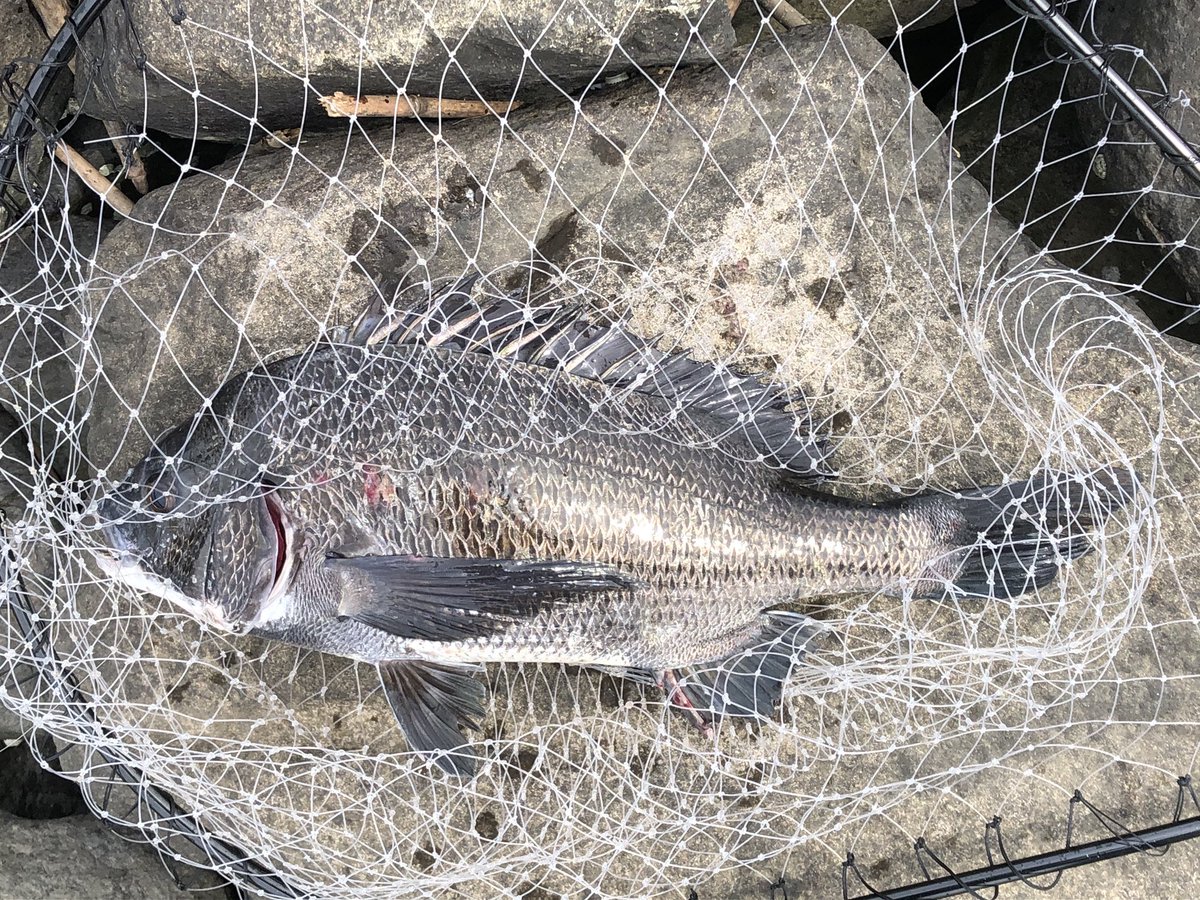 Turkeys Craft 釣り好き 本日の釣果は 真っ黒な年無しとそこそこサイズでした すっかり磯竿前打ち慣れてしまいましたw 昼過ぎくらいはあちこちで黒鯛上がってました シーバスも釣れてたみたいです みんな楽しそうでした 黒鯛 前打ち 釣り 旧