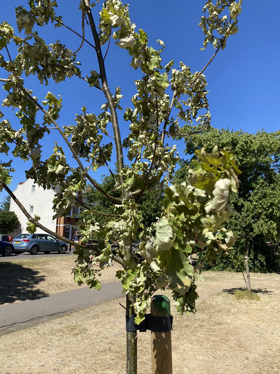 TiCLme's tweet photo. 🌳 It’s an OAK tree ...
It cost the Council hundreds of pounds to buy and plant
It could provide beauty, shade, oxygen and reduce carbon for hundred of years ...
It’s almost dead - PLEASE adopt it and water it 💦🌳
#HelpJames https://t.co/4Gn8N3jCIx