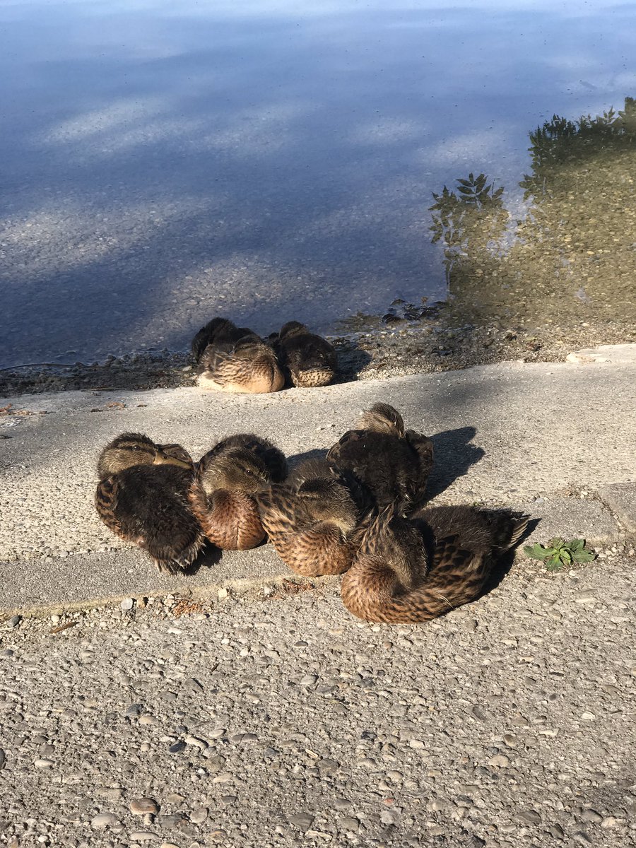 BitteMeer's tweet photo. #glücksmomente am Morgen nach dem Überwinden des Schweinehundes: Entenkinder beim Wach werden beobachten und überhaupt die grandiose Ruhe am Morgen @WellSpaPortal 🤩🤩🤩 https://t.co/BDTopWERsY