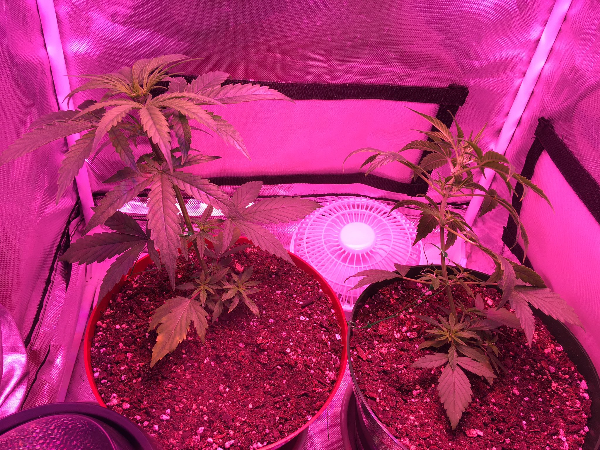 Bugboy Al Twitter 29日目 葉っぱ全体に光が当たってる気がする いい匂いが少しずつ出てきている気がする 大麻 大麻栽培 大麻合法化 T Co 9idrli0f8g Twitter