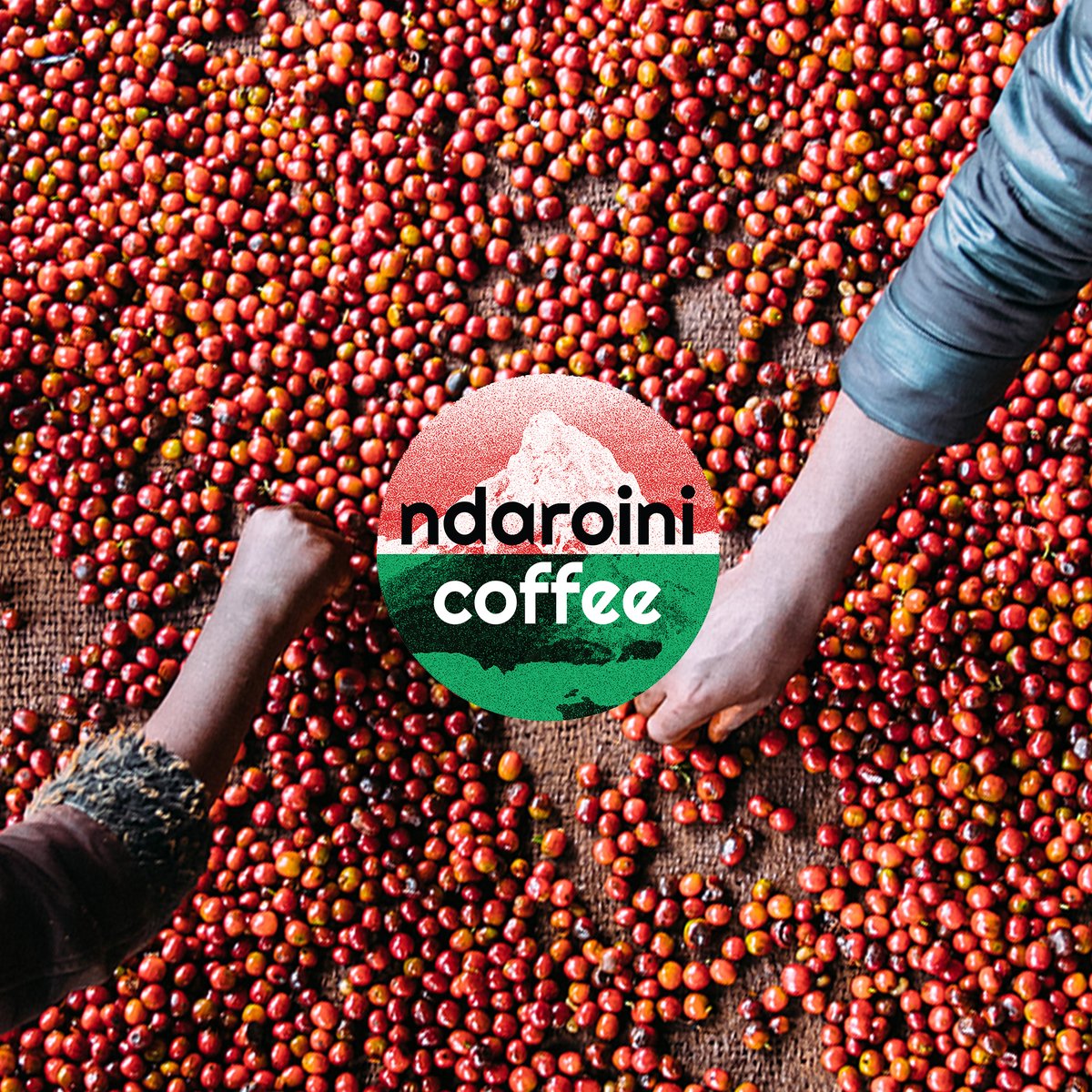 trabocca's tweet photo. Already seen the short Ndaroini documentary about the ‘Kenyan coffee revolution’? In less than 8-minutes, they give you a bird’s eye overview of their new movement within the Kenyan coffee market. Take a look: https://t.co/hmvOxOtWh1
#kenyancoffee #nyericoffee #ndaroini https://t.co/Kojtm8xDPY