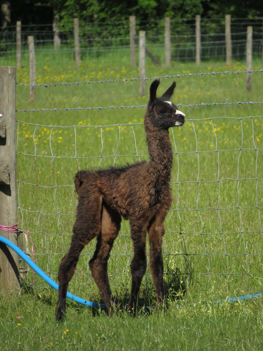 This beautiful girl was born yesterday... welcome to the world Verity 🌺

#llamatrekking #catangerllamas #criaseason #northamptonshire #northantshour #daysoutuk #englishtourismweek20