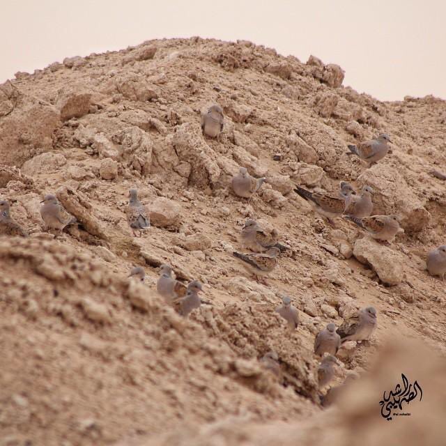 <a href="/abo_Odaay/">أبو عدي</a>