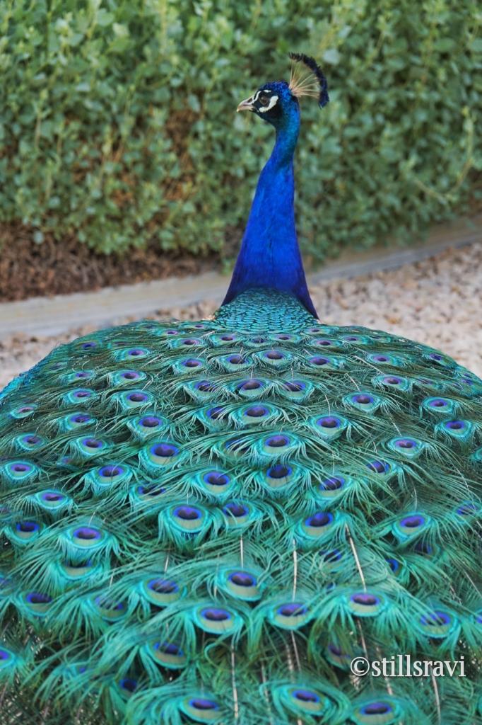 Chumma oru klick in Dubai