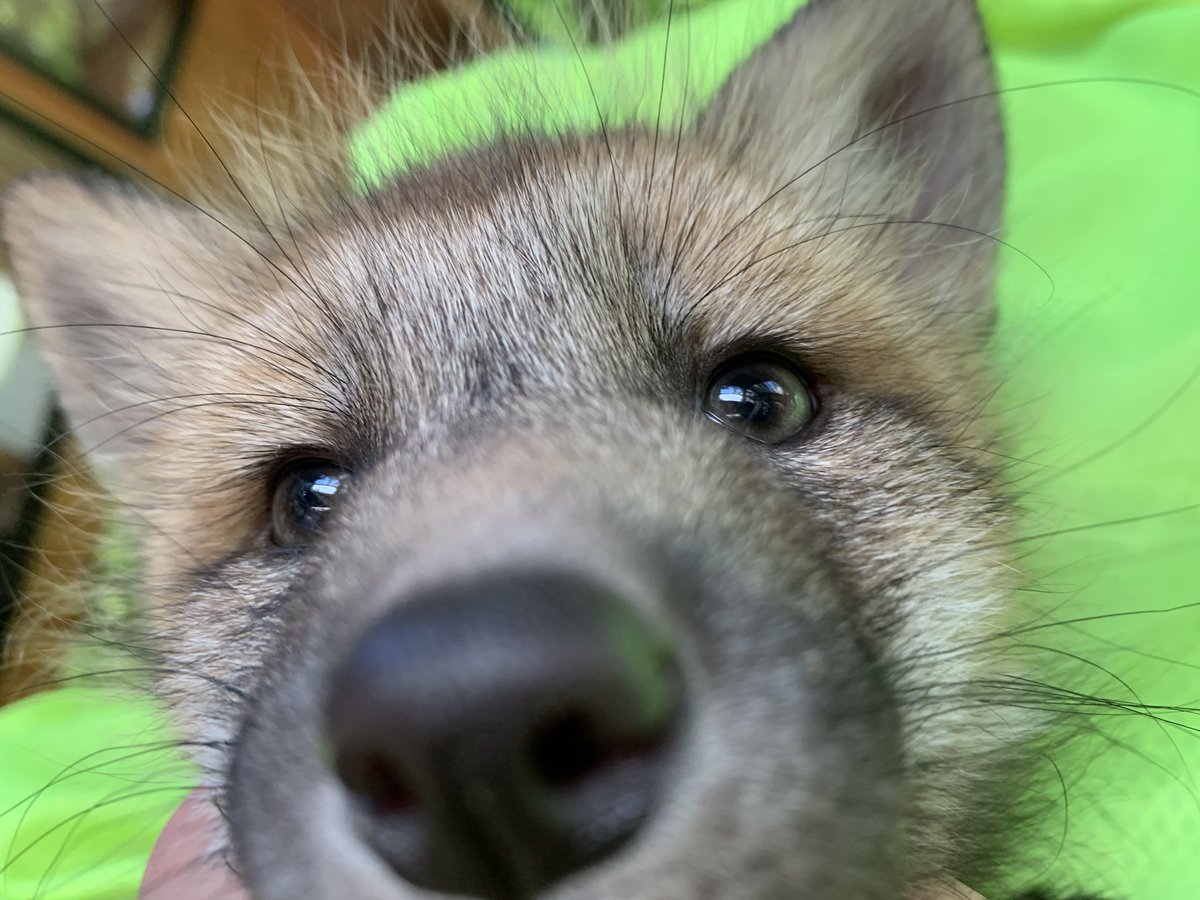 よくむ 可愛いの権化 コロナ対策で各回名まででやるんだそう 変わるかもだが 抱っこ出来て良かった 首根っこ持つやり方の方 痛くないのかの 蔵王キツネ村