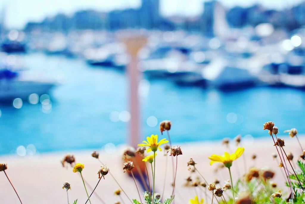 Fotomondeo's tweet photo. Good Morning World! #alicante #bokeh #spain #travel #adventure #wanderlust #vacation #travelgram #explore #holiday #travels #traveler #traveller #traveling #travelling #travelphotography #travelingram #travelblog #travelblogger #traveladdict #exploretocr… https://t.co/iKwJSpB6v3 https://t.co/uyQPwgixPz