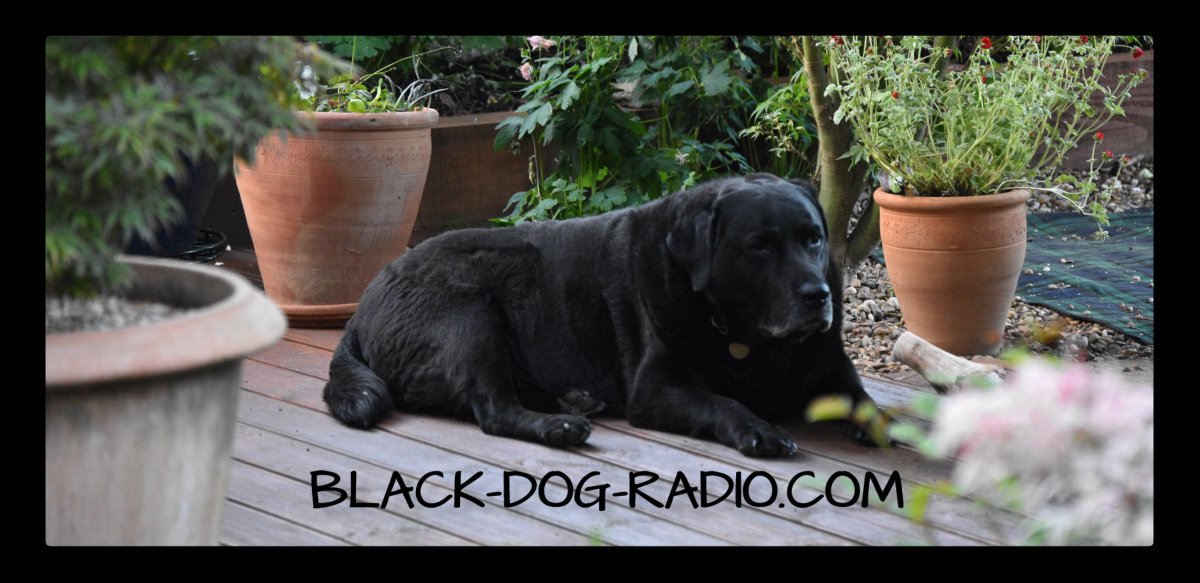 BlackDogRadio tweet media