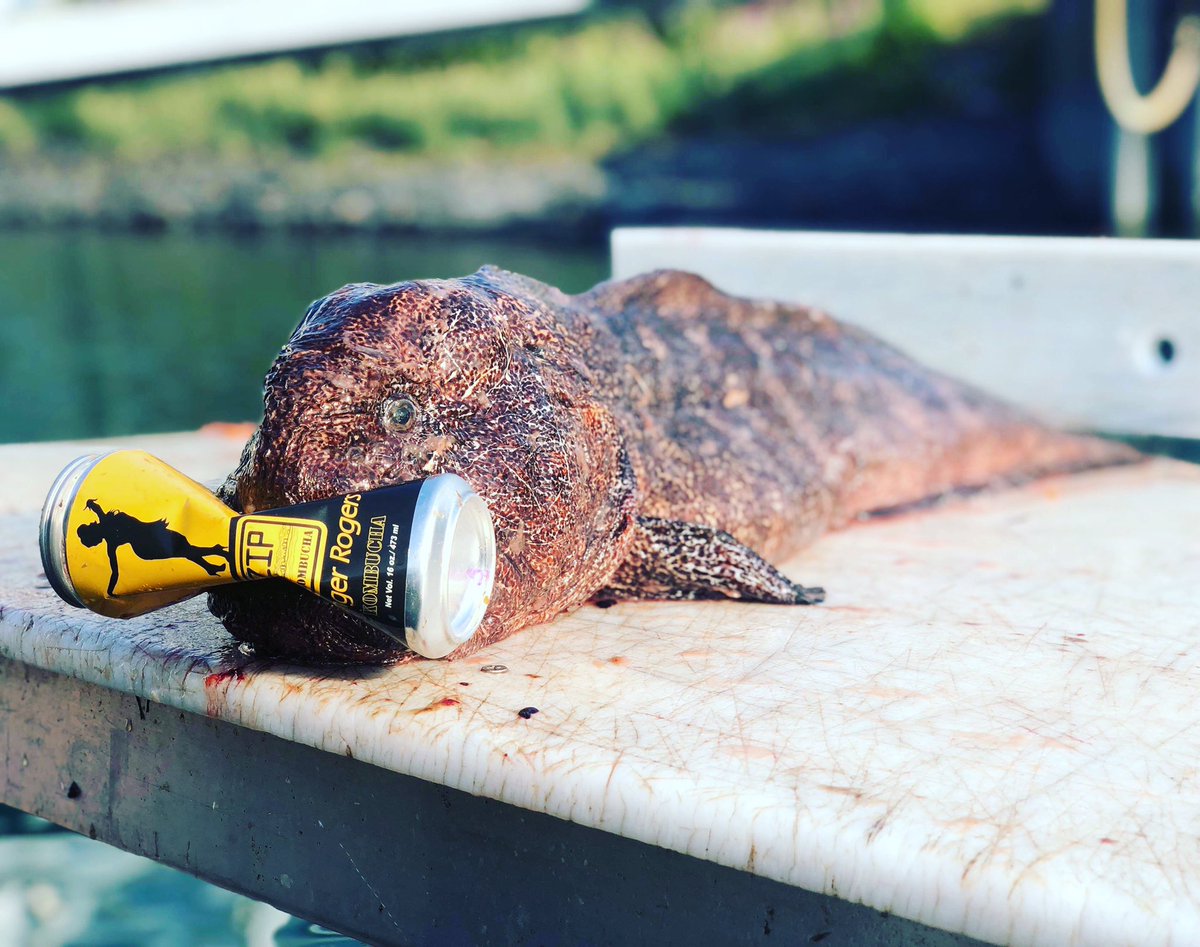 ZipKombucha's tweet photo. Even the sea life love our kombucha!!
#zipkombucha #localkombucha #alaskankombucha #sealife #kombuchaincans https://t.co/DFrNTkW6LA