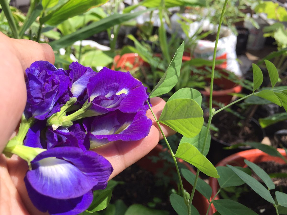 ariesapariah's tweet photo. Berkebun tanpa lahan🤗 https://t.co/ifXzdEQapg