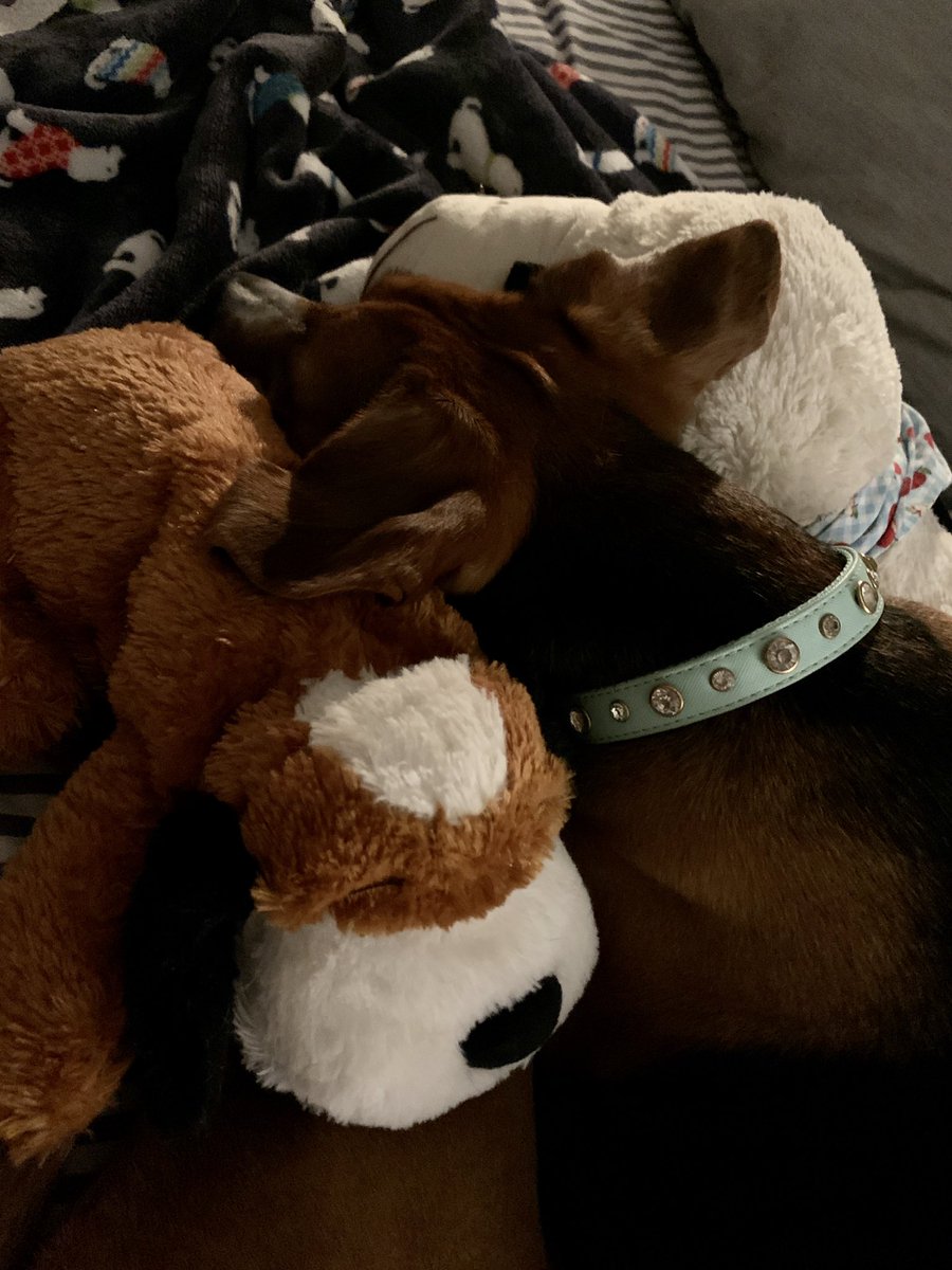 pamelaspunch's tweet photo. God bless my rescue dog who is #colorblind. She felt my 💔 tonight as I watched the news. #loveallaround #becolorblind https://t.co/EfPYfJqvqA