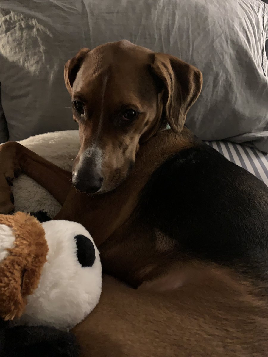pamelaspunch's tweet photo. God bless my rescue dog who is #colorblind. She felt my 💔 tonight as I watched the news. #loveallaround #becolorblind https://t.co/EfPYfJqvqA