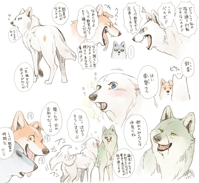 三峯の狼 #こりせんまん 