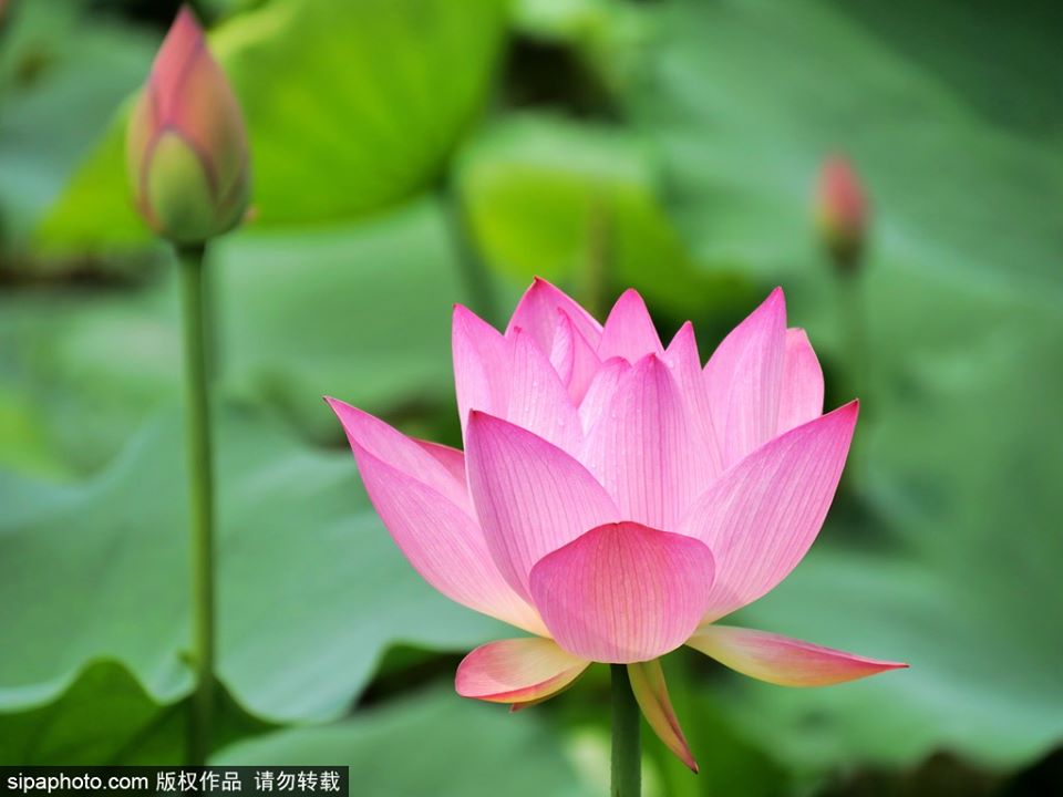 The green lotus leaves in the pond of Liuhua Lake Park bring out... 