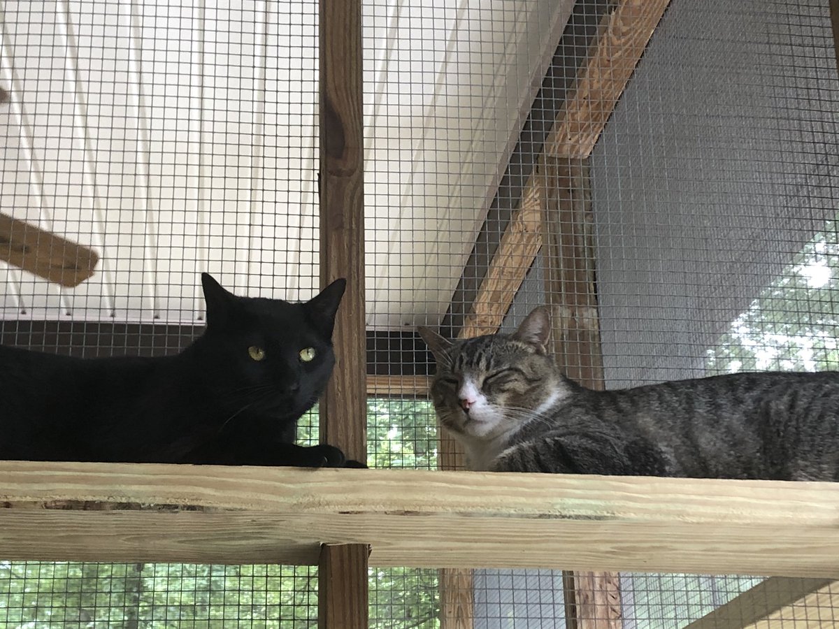 server_rackers's tweet photo. Everything seems so awful with the world right now, so here’s some pictures of the cats I’m going to adopt https://t.co/Gue9CKtI1g