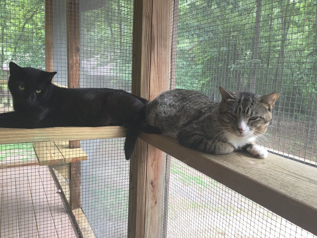 server_rackers's tweet photo. Everything seems so awful with the world right now, so here’s some pictures of the cats I’m going to adopt https://t.co/Gue9CKtI1g