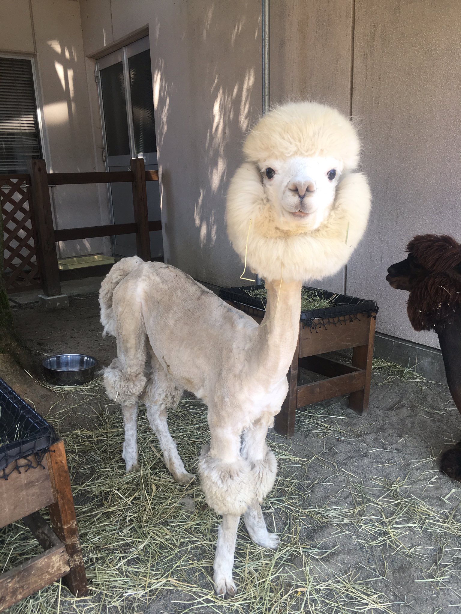 長岡市悠久山小動物園 アルパカ毛刈りしました 昨日 山古志アルパカ牧場の職員さんにお越しいただき アルパカ2頭の毛刈りを行いました 今朝の新潟日報にも取材記事が掲載されています 山古志のアルパカたちが悠久山に居るのは6月28日 日