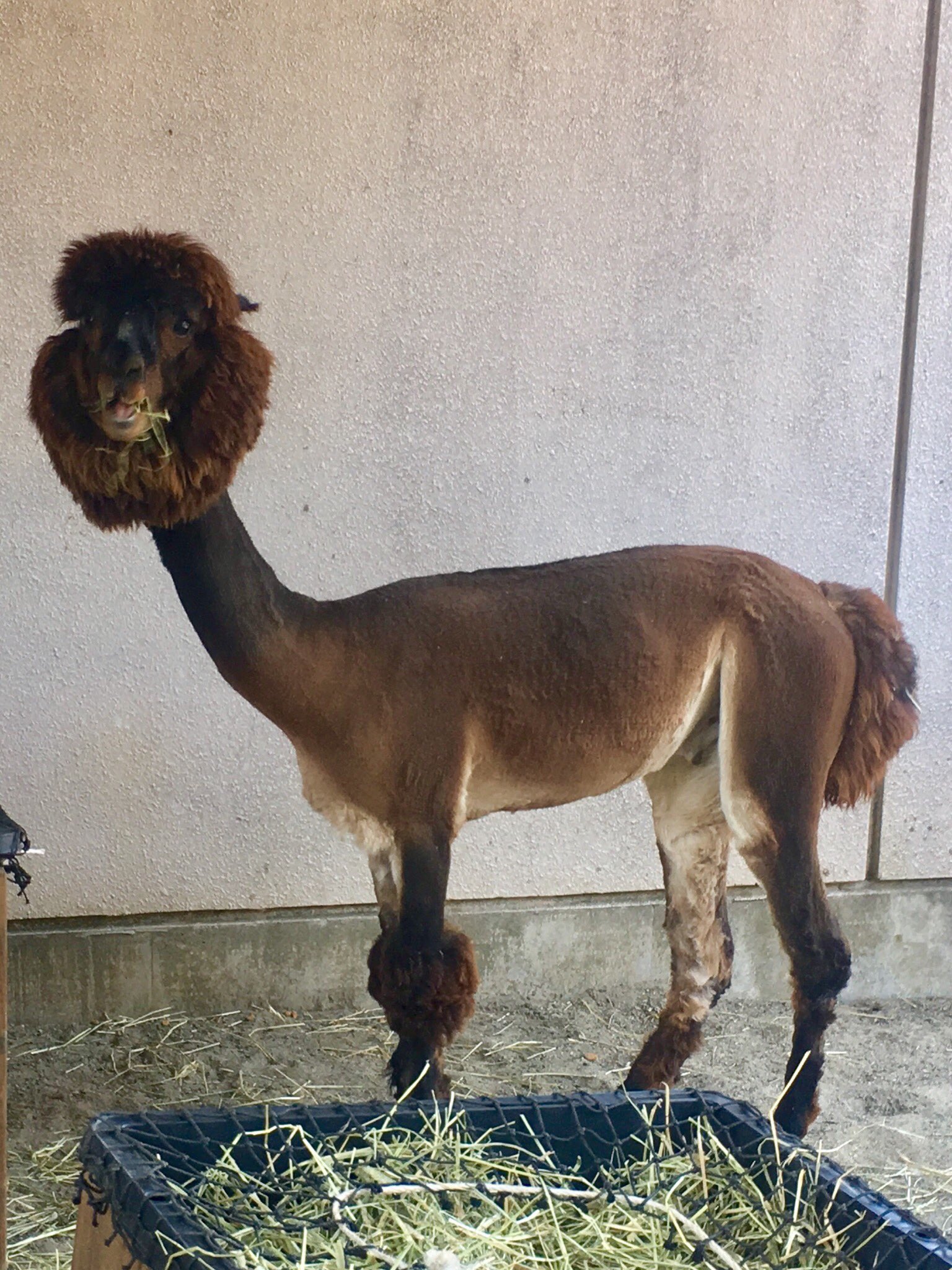 涼しそう アルパカの毛刈りした姿が可愛らしい 話題の画像プラス