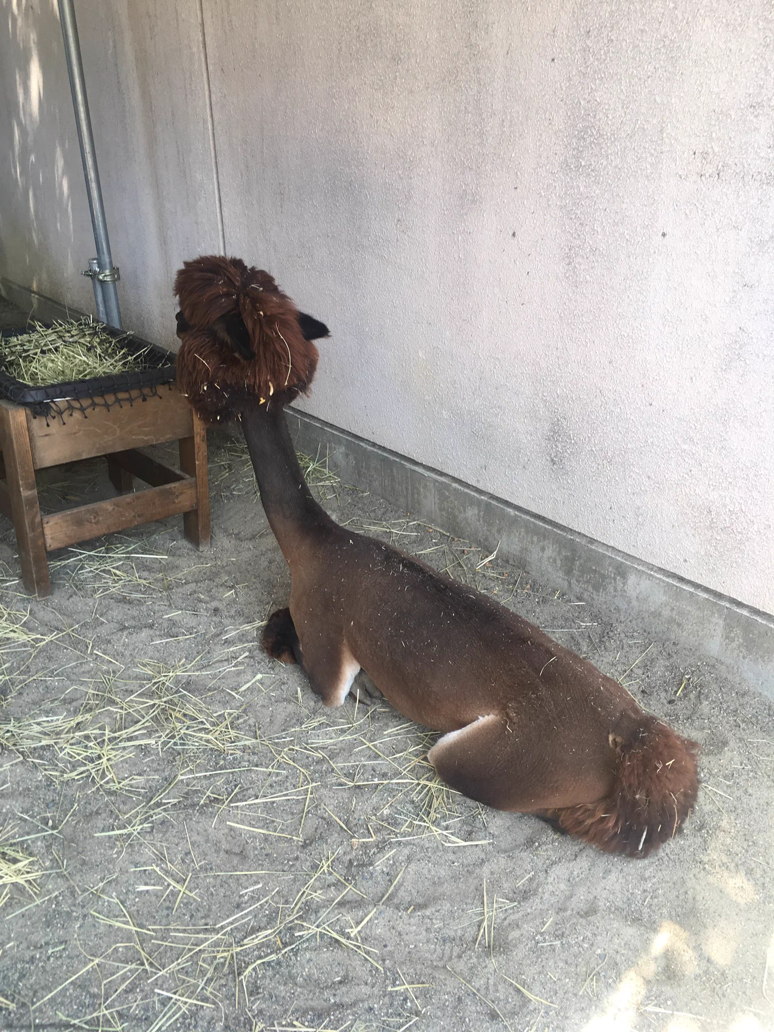 涼しそう？アルパカの毛刈りした姿が可愛らしい！