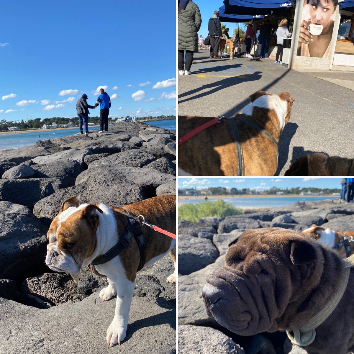 Amy1112Yuzu's tweet photo. Happy Saturday 💚
Stopped at doggie park and beach on t way to go grocery shopping.
T park is off-leash, huge and t most important point is...there is a nice cafe ☕️🥐
Great to see people enjoying family time at park.
#weekendwithdogs https://t.co/QHcPzgHIQ5