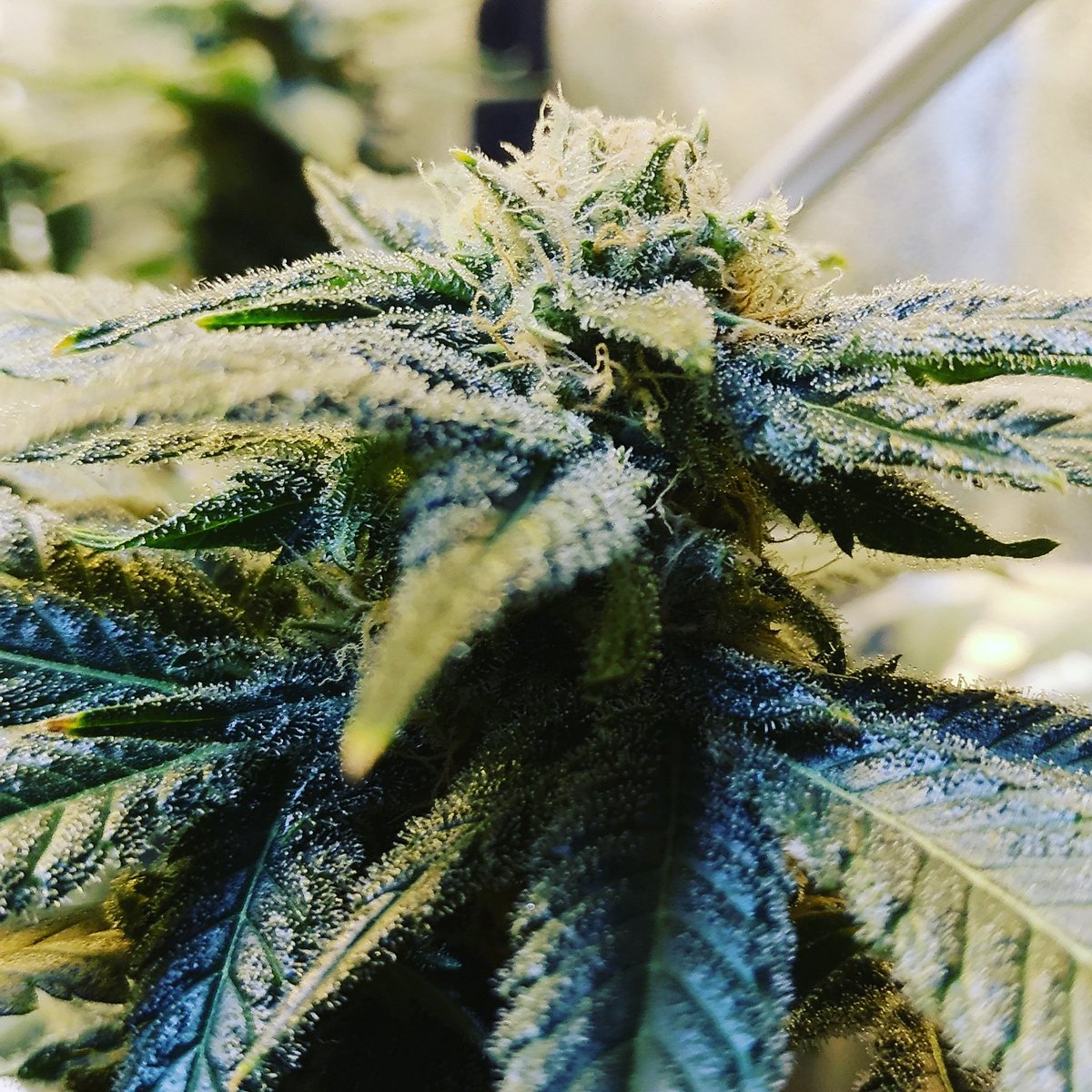 So sticky and smells like God's Vagina 👌
🔥
🔥
🔥
#cannabis #cannabiscommunity #cannabisculture #cannabiscup #cannabissociety #growyourown #greencrack #growtent #hps #ledlights #marshydro #powersun #remonutrients #secretjardin #vivosun #weed #weedgrownindoors