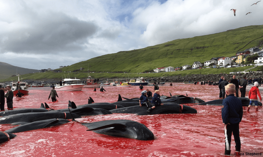 Wegenschimmel's tweet photo. PLEASE SIGN: https://t.co/7edneybpur For an End of the barbaric Whale Slaughter on the Faroe Islands. #FaroeIslands #Färöer #Foyorar #Thorshavn #visitthorshavn #VisitFaroeIslands #TheFaroeIslands #Drangarnir #Vestmanna #Vagar #VisitVagar #Streymoy #Eysturoy #Vidoy #IlesFeroe https://t.co/7L0GfZhXjJ