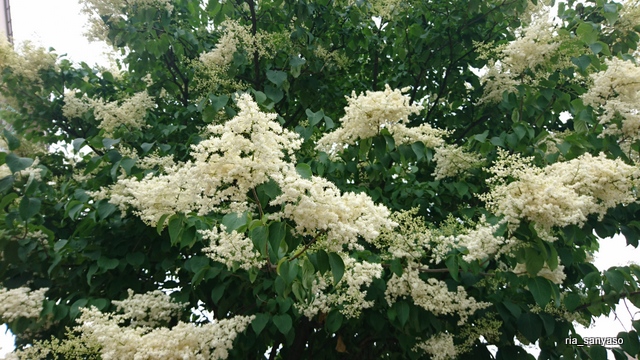 Kaedeの山野草アルバム ハシドイ 北海道自宅周辺 19 6 10 街路樹 です ハシドイという樹木を認識できていなかったのですが 北海道では公園や街路樹などで よく見かけます これは エゾハシドイ なのかなぁ 濃い新緑と真っ白の花のコントラストが