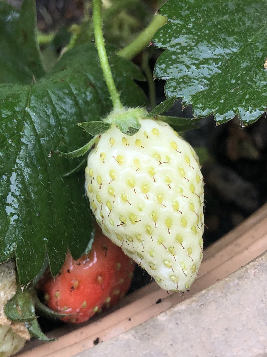 ஸ்ட்ராபெர்ரி சீசன் இல்லைனாலும் எப்படியோ வந்துருச்சு .  #என்வீட்டுதோட்டத்தில்