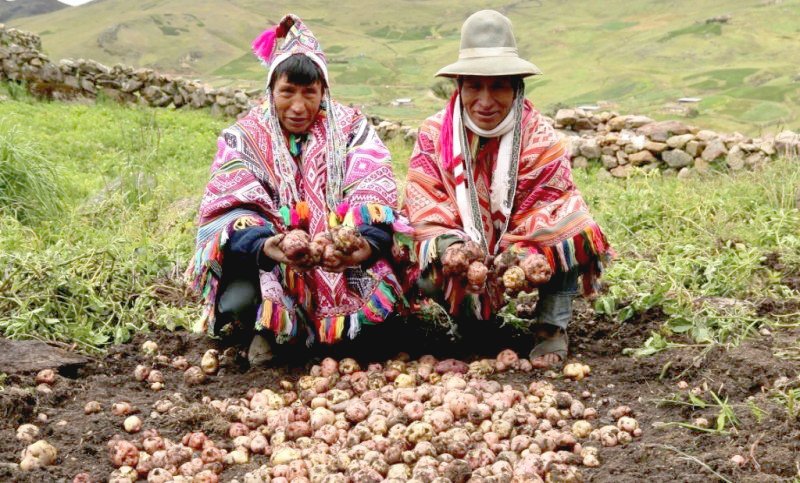 NuestroAMAZONAS's tweet photo. Día Nacional de la Papa: ¿por qué es tan importante este producto? https://t.co/e4OKyS50pl #nuestroAMAZONAS #SPDA https://t.co/ZrqLrHTh5Z