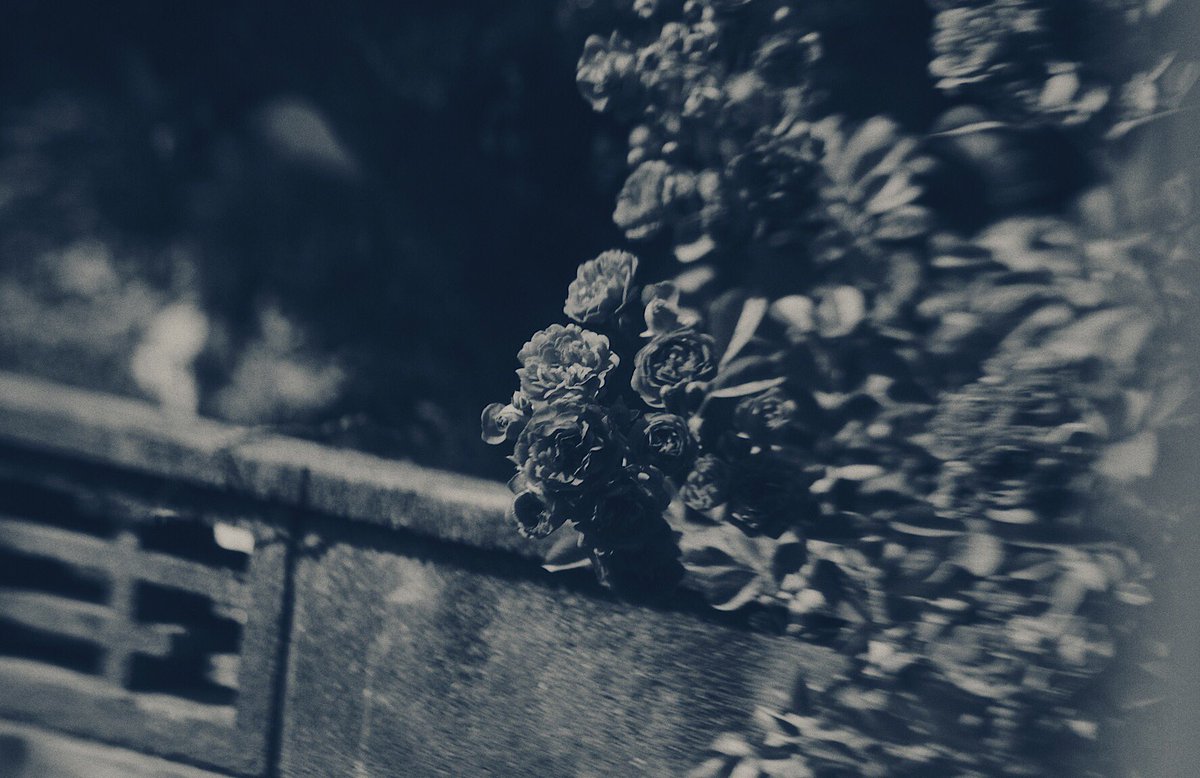k_max_pic's tweet photo. ウツロイ
#つる薔薇
#sidewindow
#photo
#photography
#キリトリセカイ https://t.co/rr5NtfzByH
