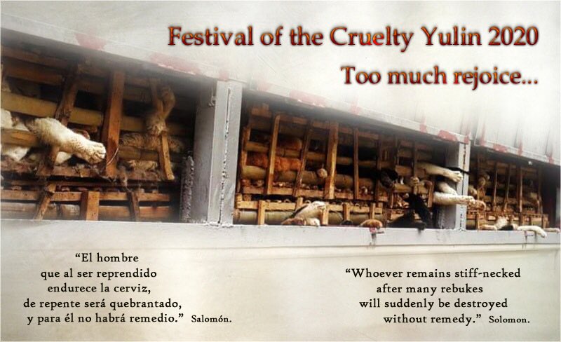 girasol2201's tweet photo. #StopYulin #StopDMTC #StopBokNal  #EndCatMeatTrade #BeCrueltyFree
 #EndDogMeatTrade #StopTheTorture #MichaelChour https://t.co/wqrw0DrTi7